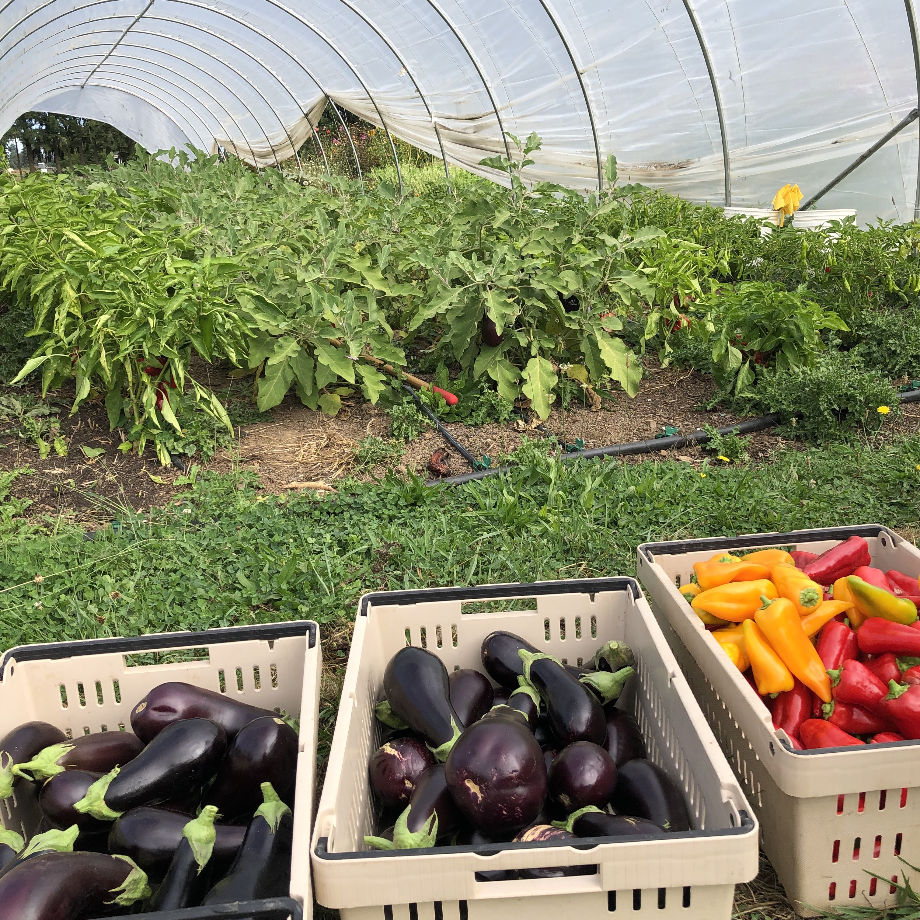 Nice crop of stocky red and gold peppers and traviata eggplant.