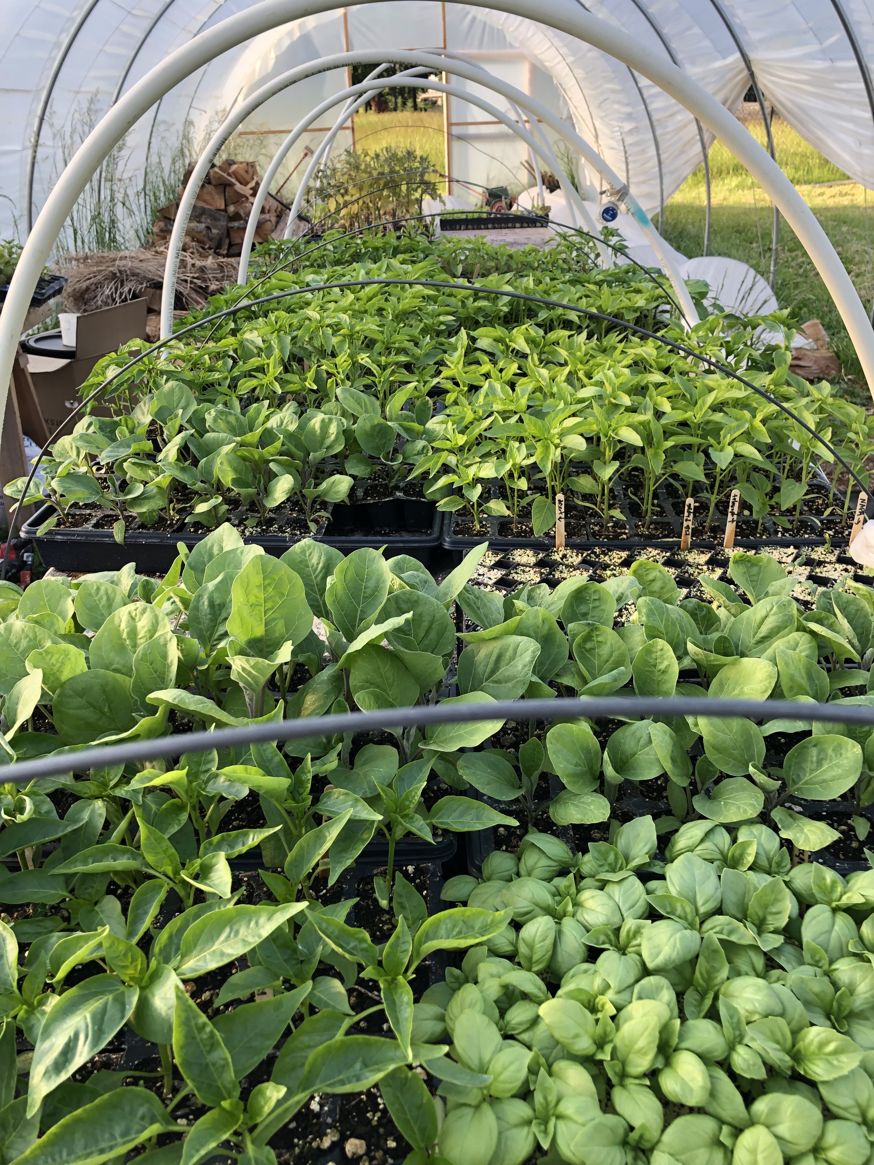 Baby plants in a somewhat cluttered greenhouse :)