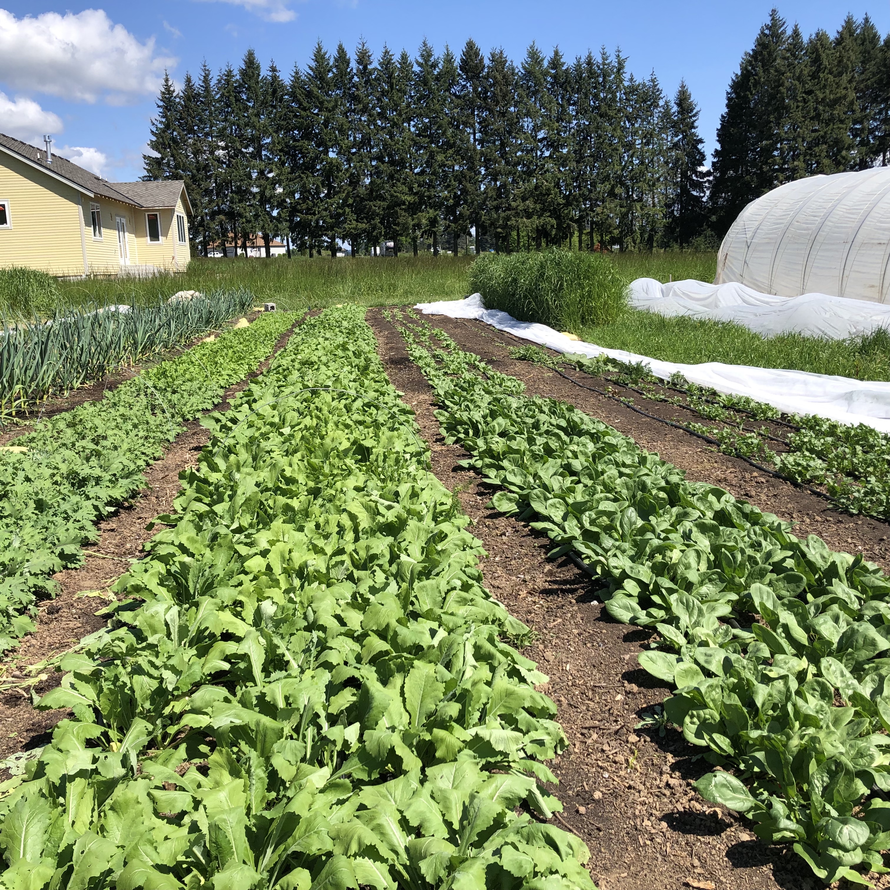 Clean looking block of early spring crops!